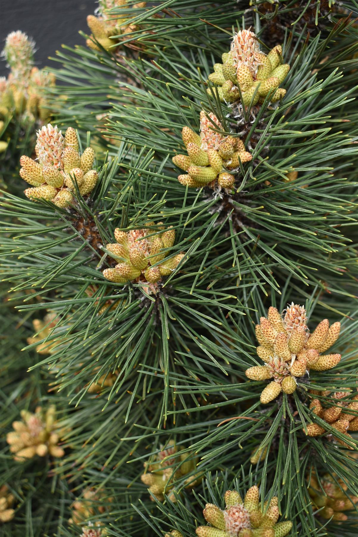 Pinus nigra 'Komet' | Dwarf Mountain Pine - Height 100-110cm - Width 40cm - 25