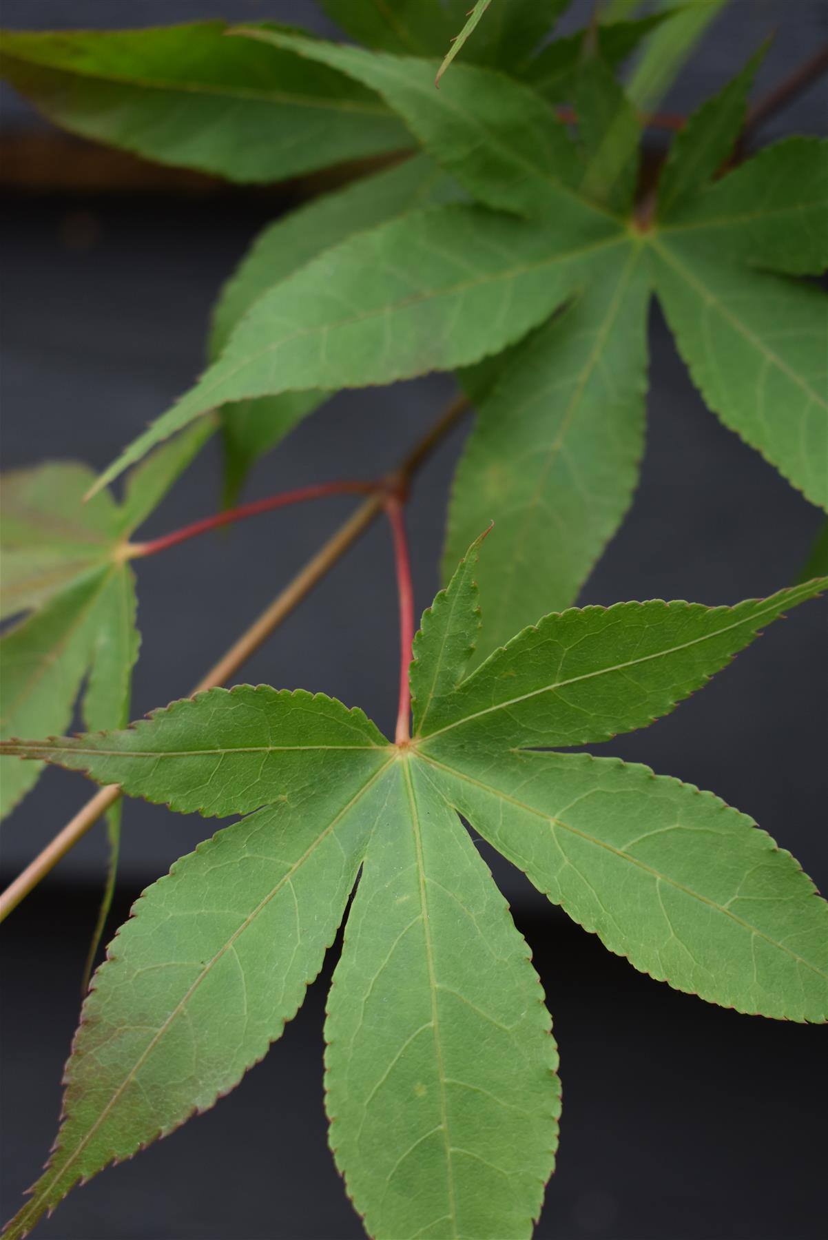Acer palmatum 'Osakazuki' | Japanese Maple - Bushy  - Height 50-70cm - 4lt