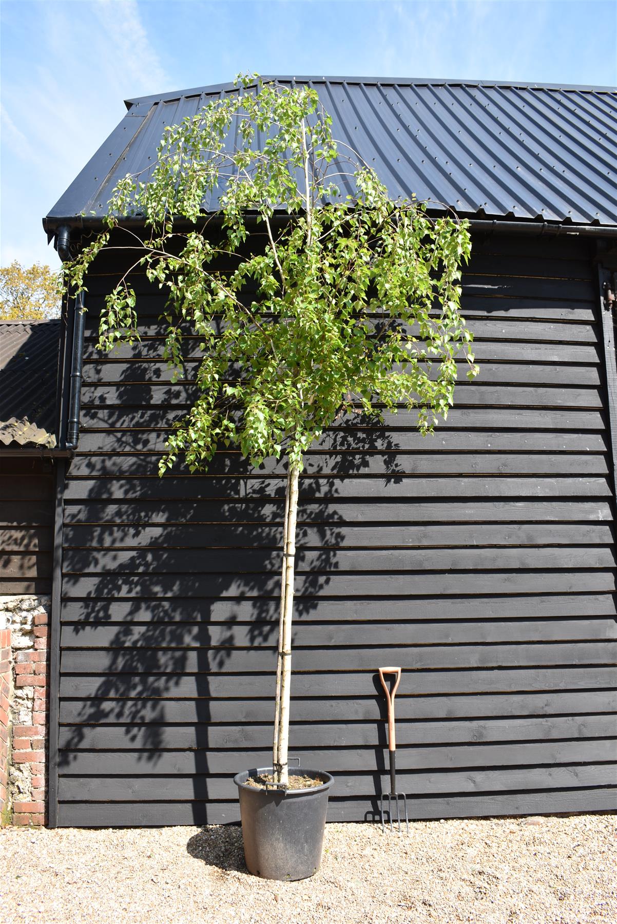 Betula alba | Silver Birch - Single Stem - Girth 10-12cm - Height 450-500cm - 70lt