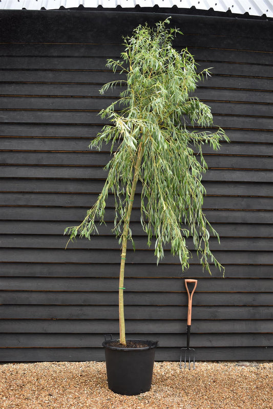 Salix Chrysocoma | Golden Weeping Willow - Clear Stem - Standard - Girth 8-10cm - Height 320-340cm - 70lt