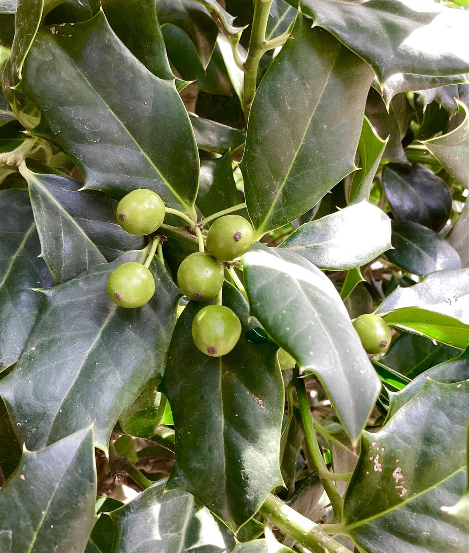 Ilex 'Nellie R. Stevens' Standard | Holly 'Nellie R. Stevens' - Girth 12-14cm - 300-340cm, 70lt