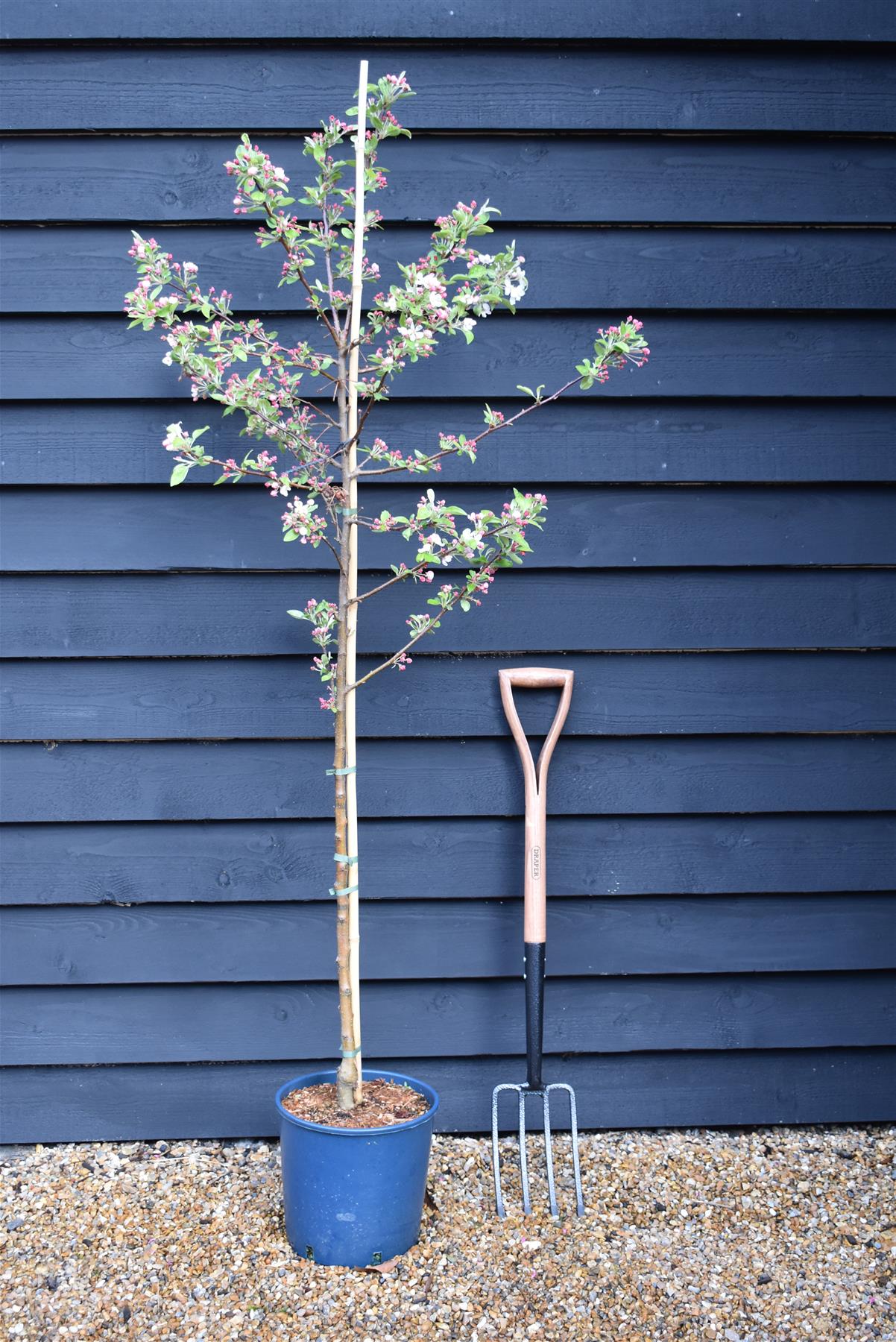 Malus 'Evereste' | Crab Apple Tree, Clear Stem - 170-190cm, 10lt