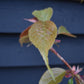 Flowering Cherry | Prunus 'Chocolate Ice' - 180-220cm - 12lt