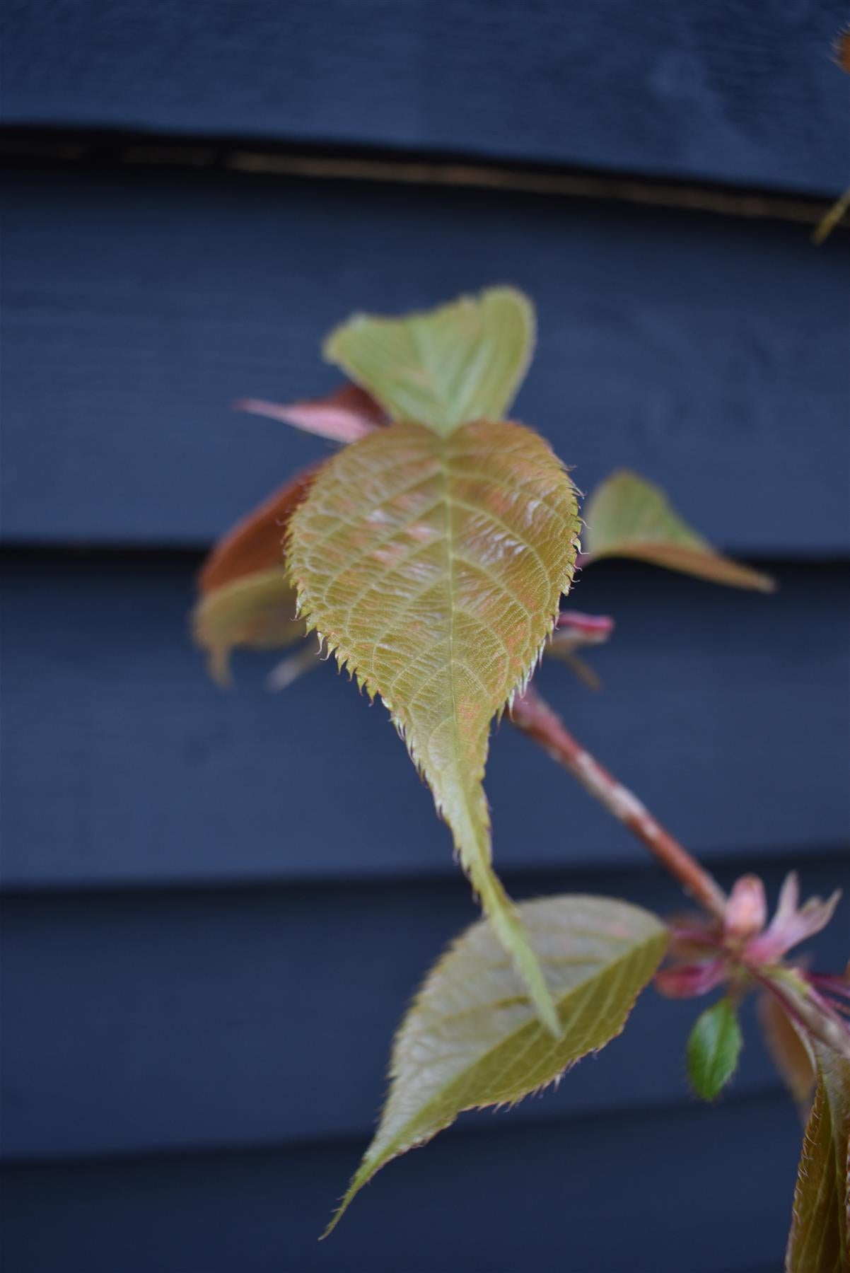 Flowering Cherry | Prunus 'Chocolate Ice' - 180-220cm - 12lt