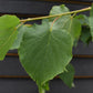 Tilia cordata Green Spire | Littleleaf Linden | Small-leaved Lime - Clear Stem - Standard - Girth 10-12cm - Height 300-320cm - 35lt