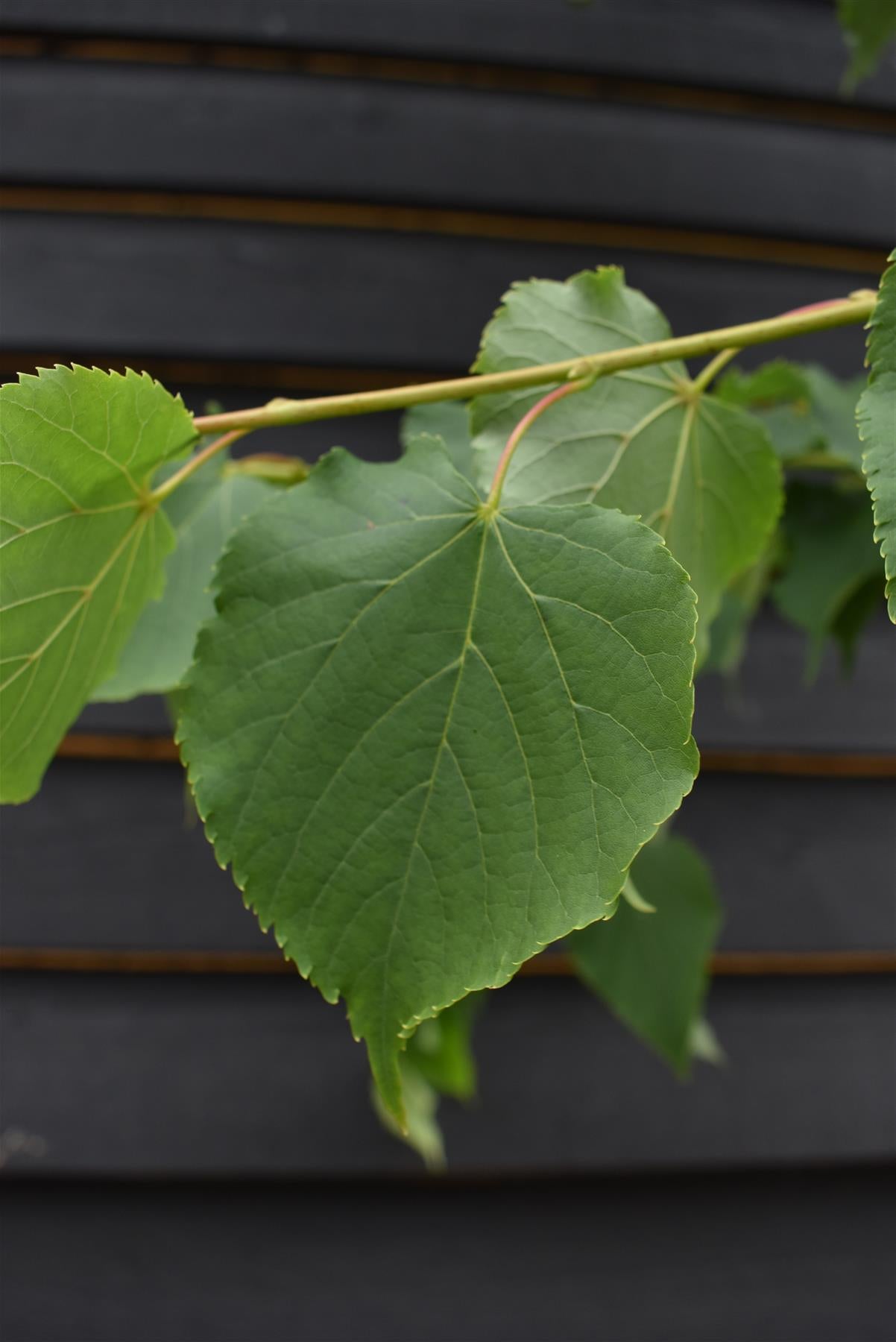 Tilia cordata Green Spire | Littleleaf Linden | Small-leaved Lime - Clear Stem - Standard - Girth 10-12cm - Height 300-320cm - 35lt