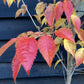 Prunus Pandora | Cherry 'Pandora' - Clear Stem - Standard - Girth 8-10cm - 250-280cm - 70lt