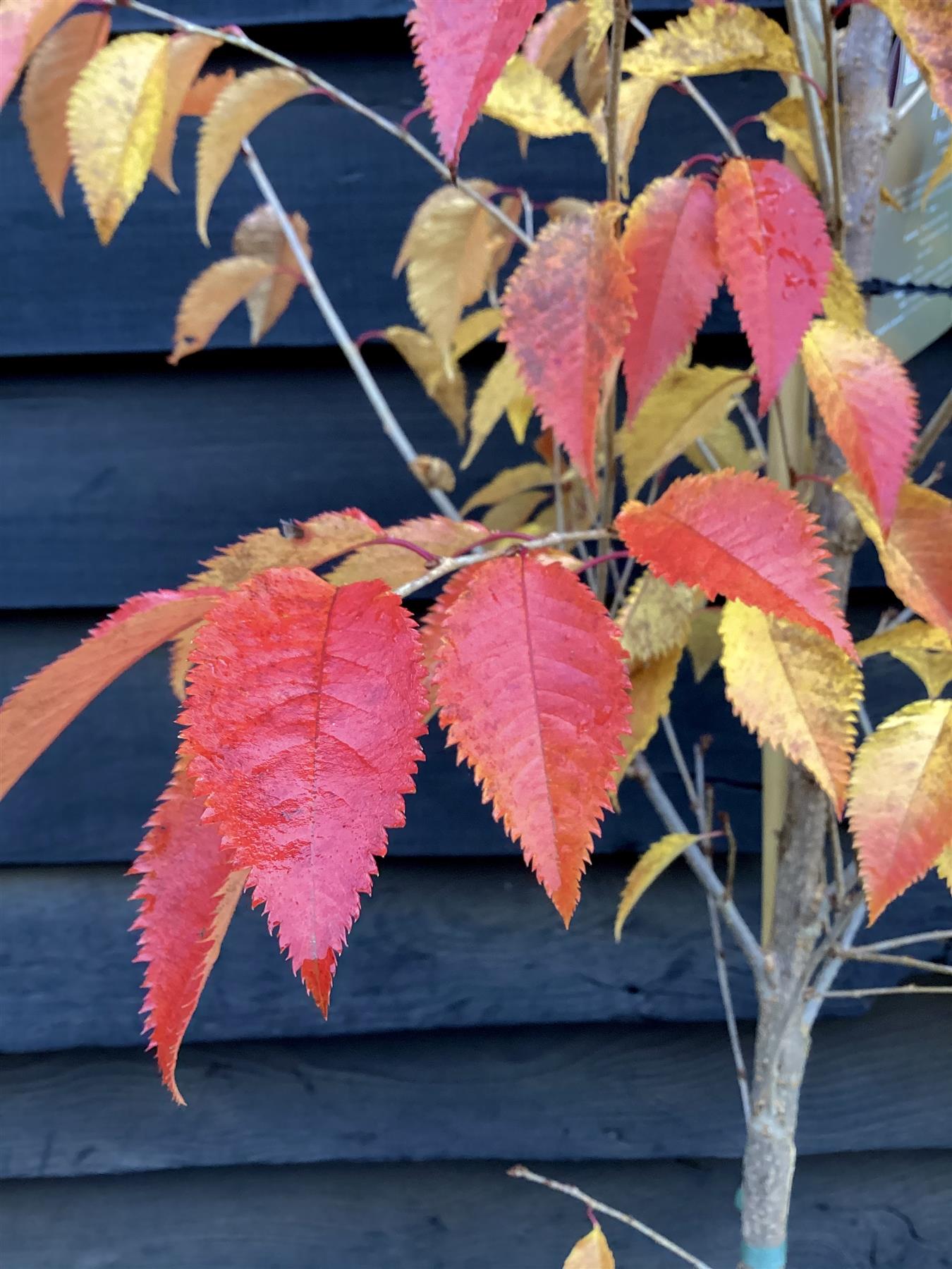 Prunus Pandora | Cherry 'Pandora' - Clear Stem - Standard - Girth 8-10cm - 250-280cm - 70lt