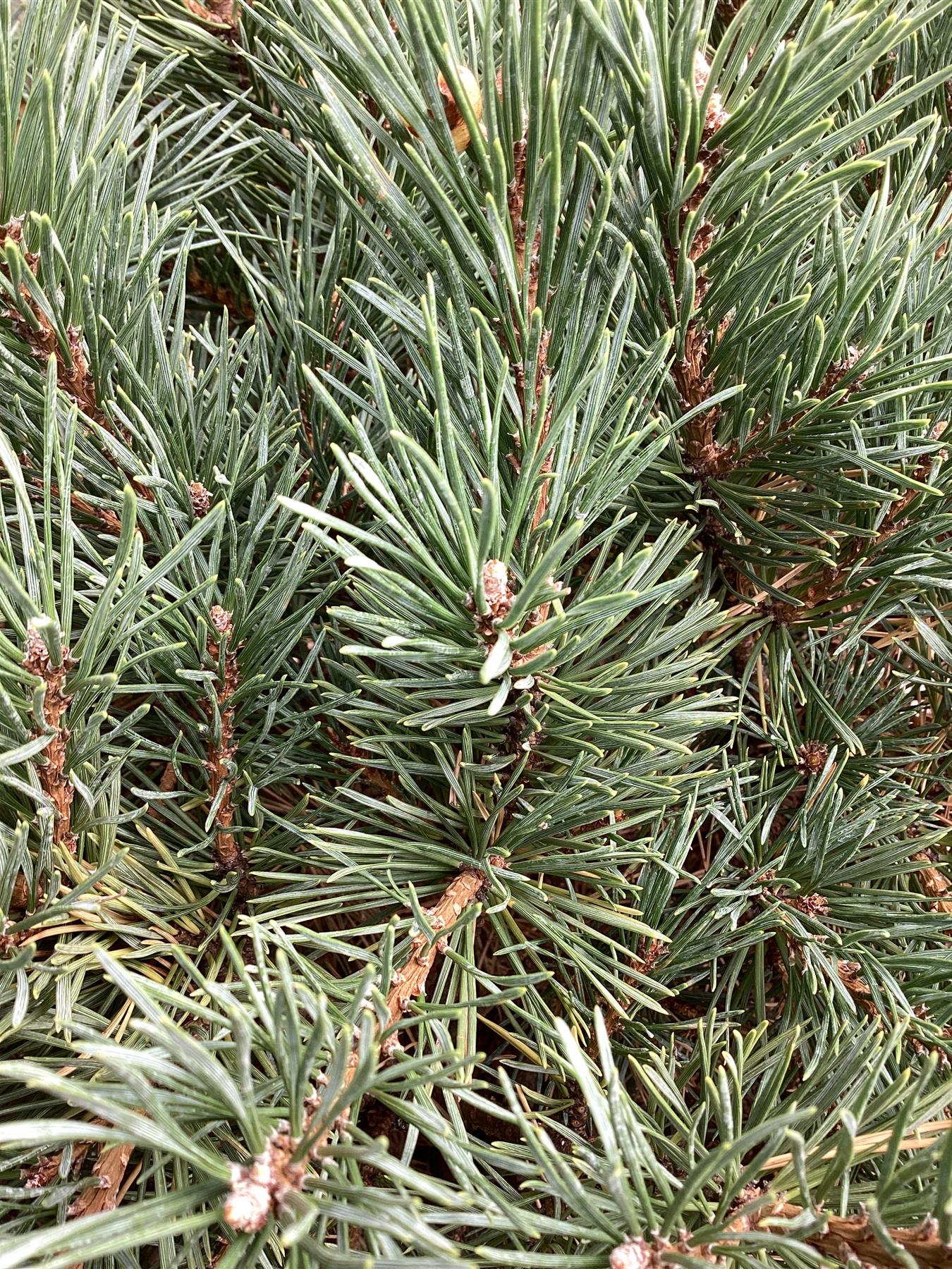 Pinus pinea | Stone pine - 35lt