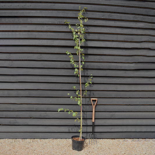 Himalayan Silver birch 'Snow Queen' | Betula utilis - Height 240-260cm - 12lt