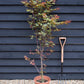 Acer palmatum 'Red Wine' | Japanese Maple - Bushy - 110-140cm - 15lt