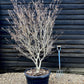 Cornus kousa 'China Girl' | Dogwood  - Bush - Large Shrub - Height 160-180cm - 90lt