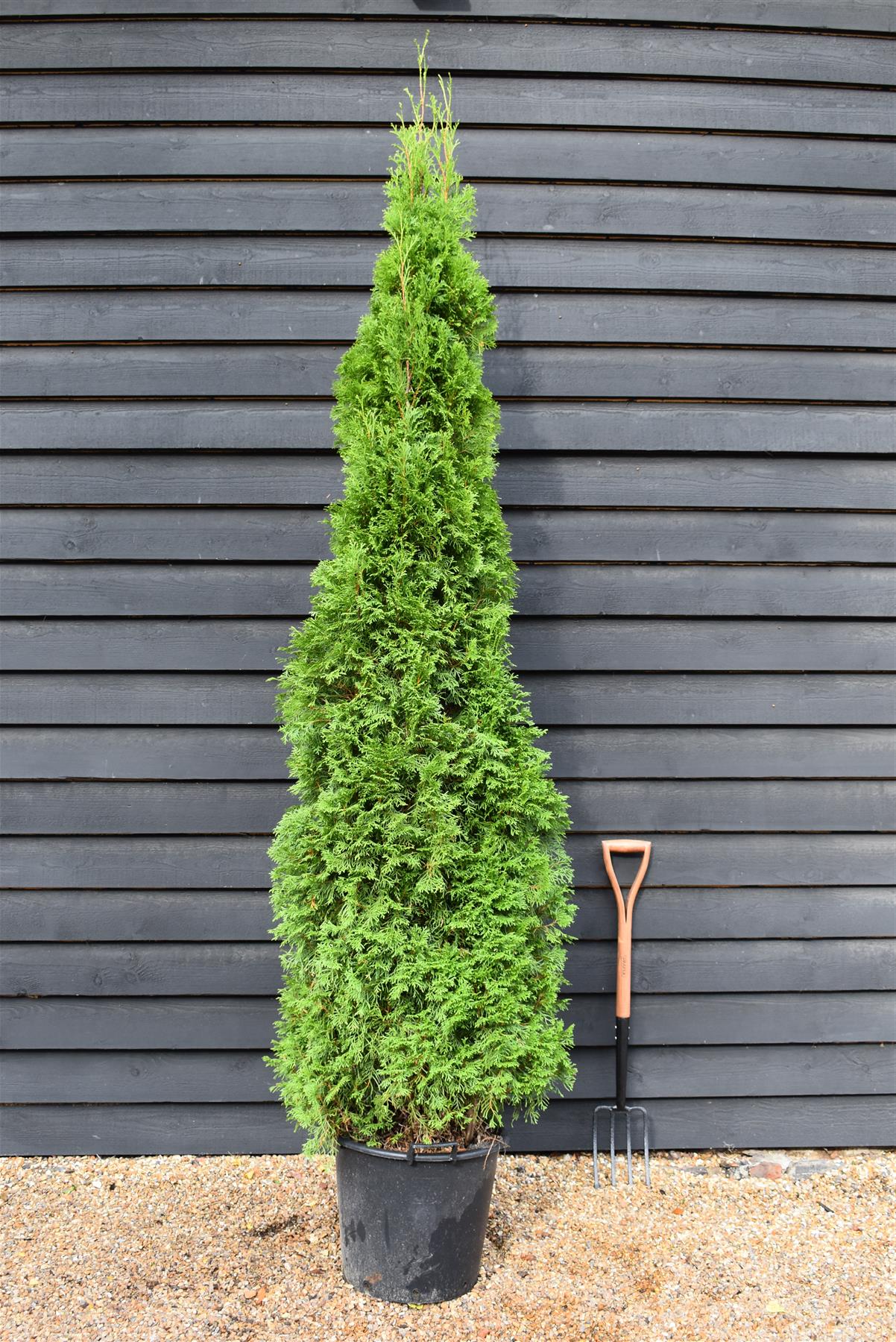 Thuja occidentalis 'Smaragd' - 200-220cm - 35lt