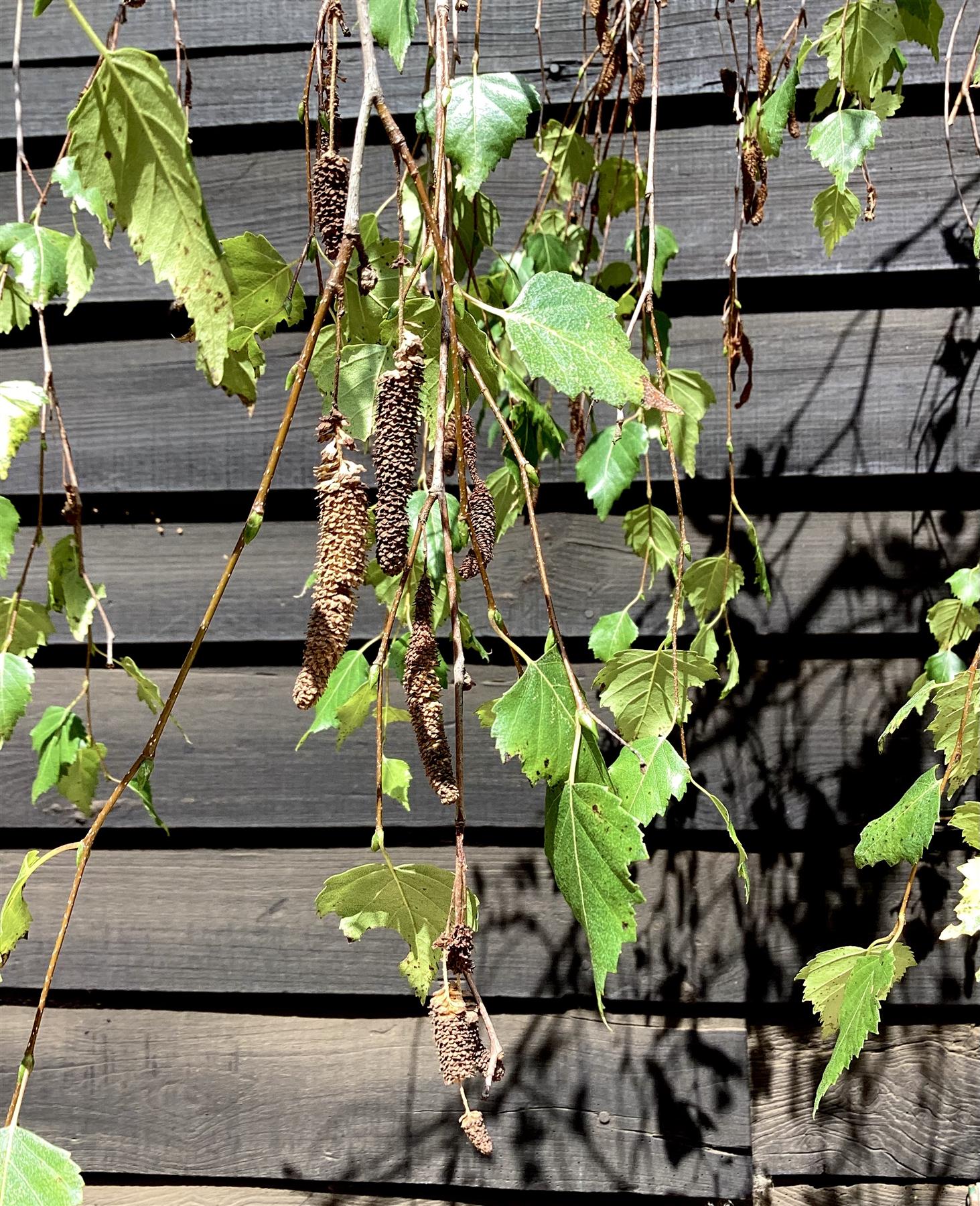 Betula pendula Youngii | Young’s Weeping Birch - 200-240cm, 35lt