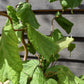 Corylus avellana 'Contorta' | Corkscrew Hazel - 70-100cm - 10lt