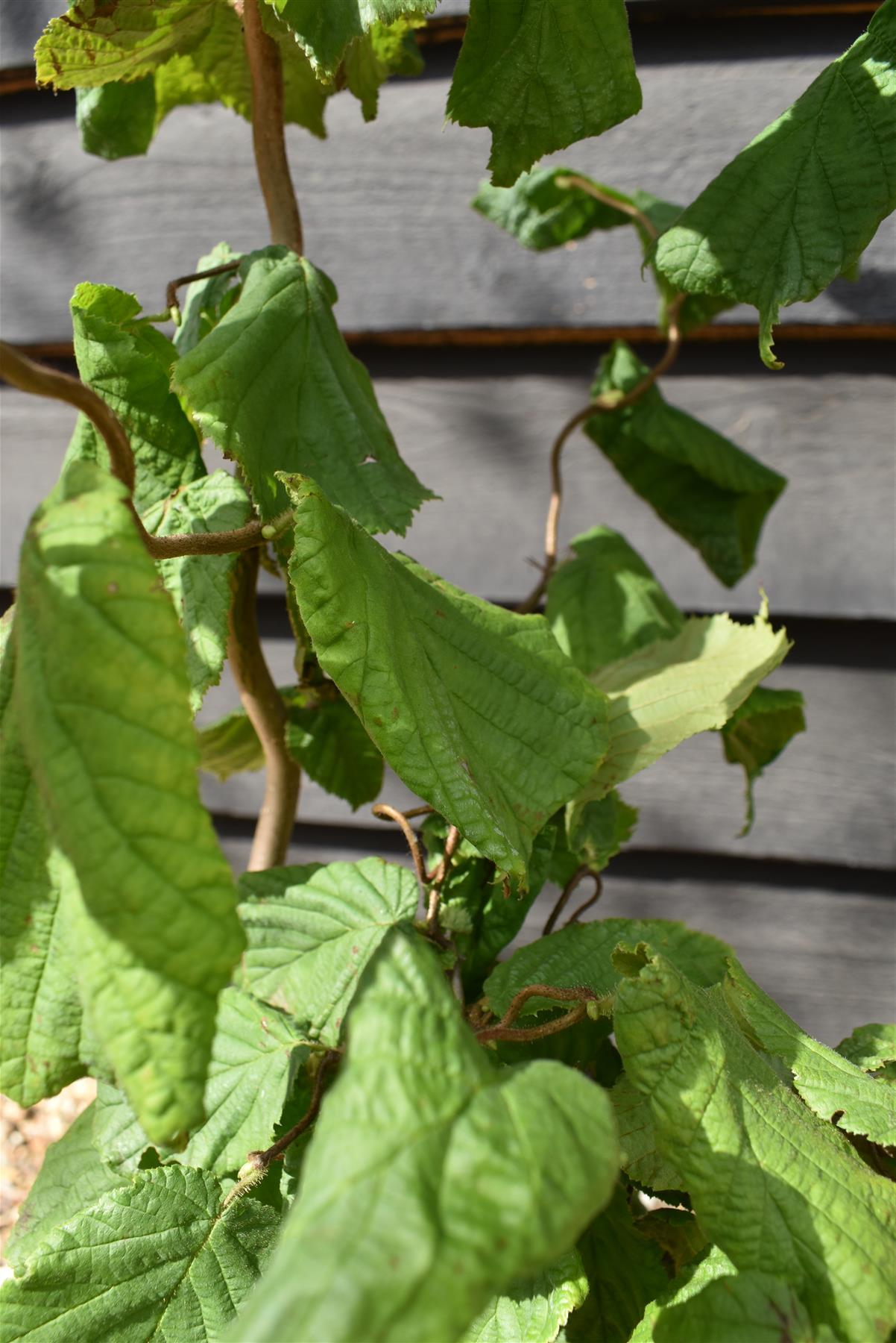 Corylus avellana 'Contorta' | Corkscrew Hazel - 70-100cm - 10lt