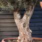 Olive Tree | Olea Europea - Specimen - Gnarly forking trunk - Bowl 90lt