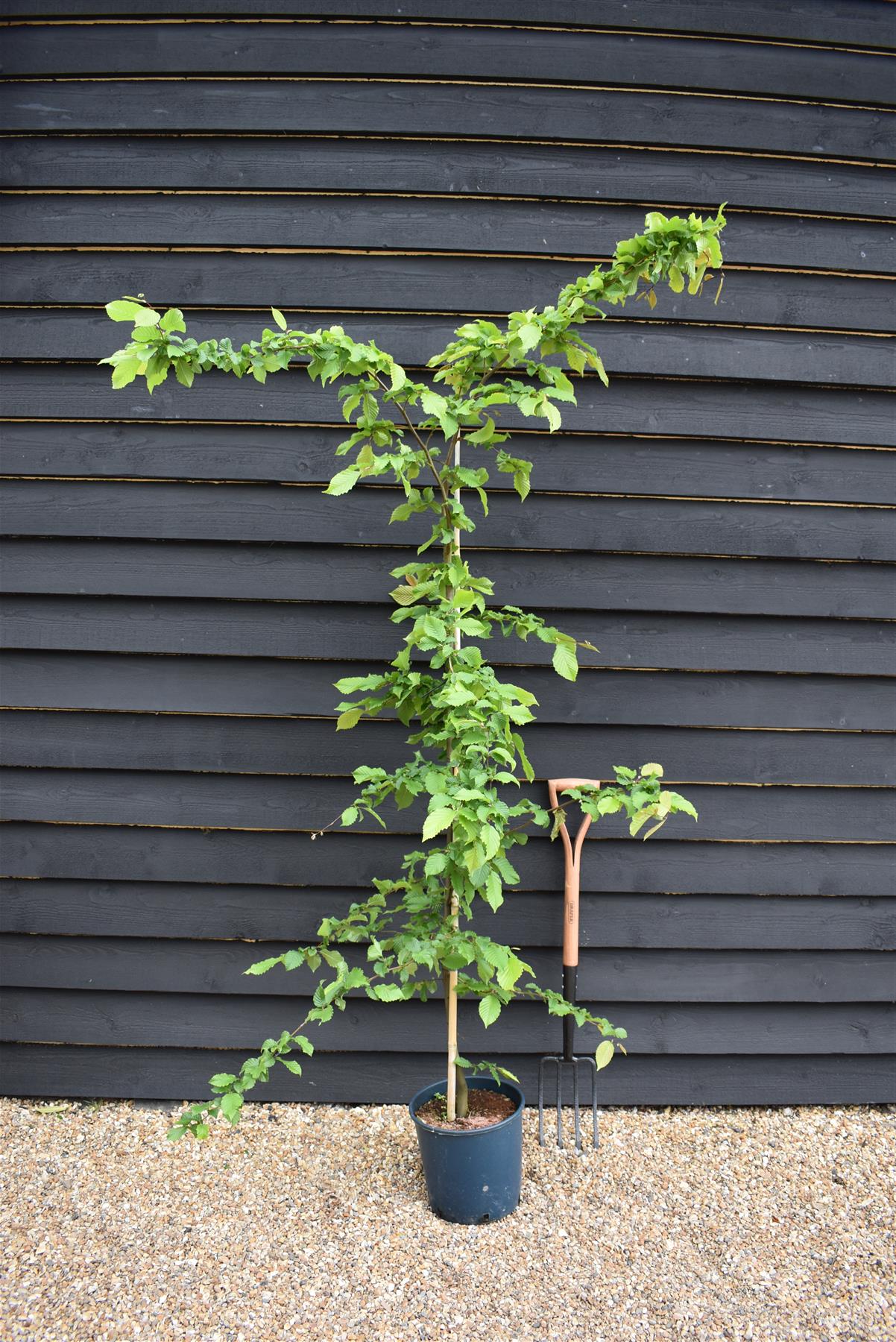 Carpinus betulus | European Hornbeam - 150-200cm, 10lt