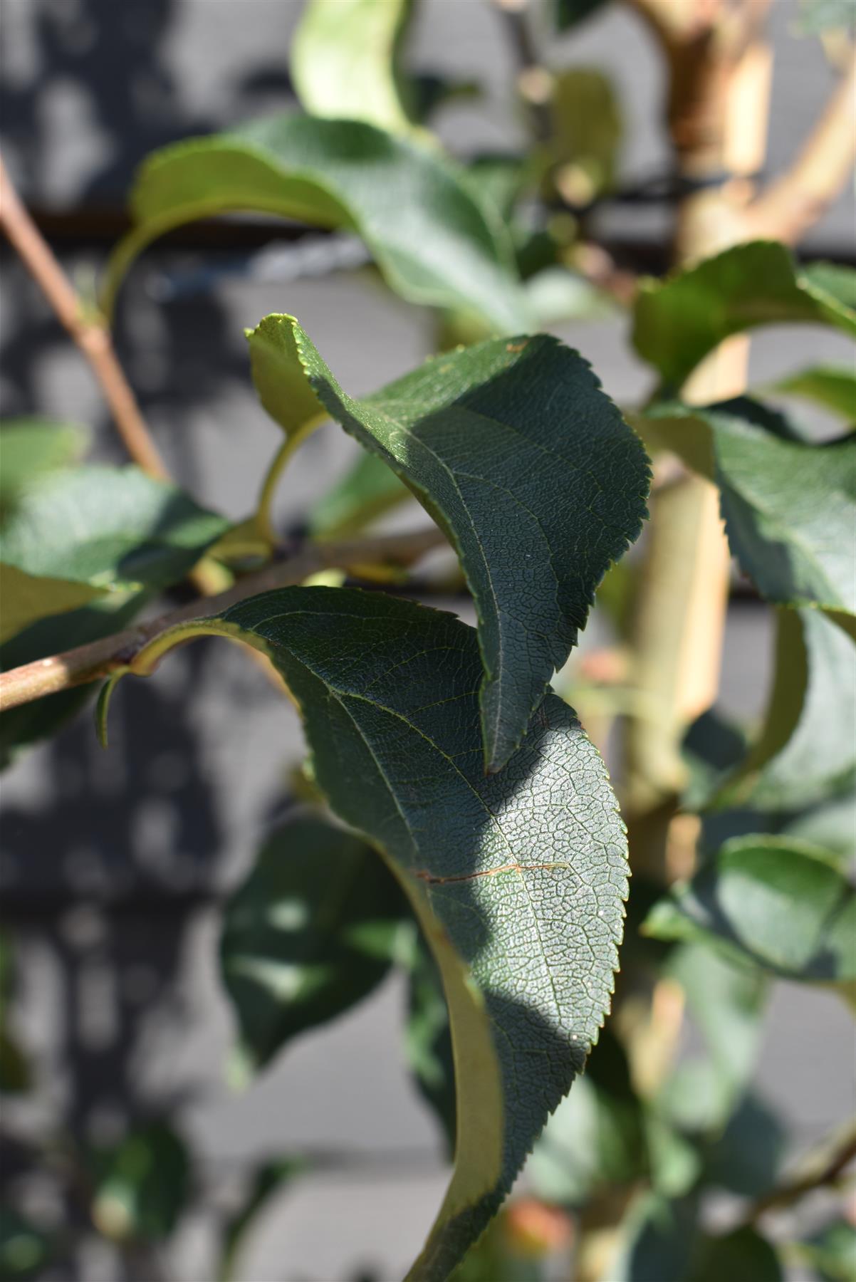 Malus brevipes 'Wedding Bouquet' | Crab Apple Tree - Height 220-240cm - 12lt