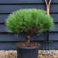 Pinus densiflora 'Alice Verkade' | Japanese red pine - Clear Stem 10cm - Height 60-65cm - Width 40cm - 20lt