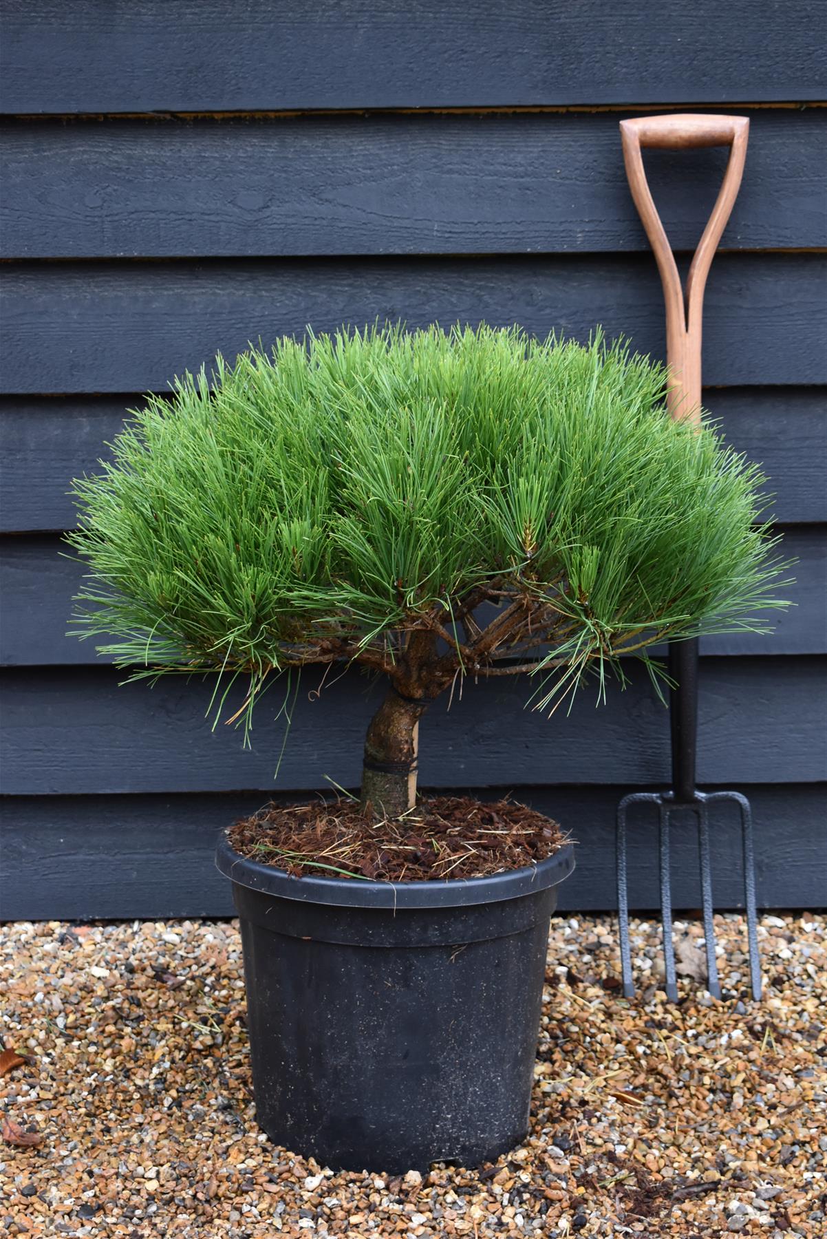 Pinus densiflora 'Alice Verkade' | Japanese red pine - Clear Stem 10cm - Height 60-65cm - Width 40cm - 20lt