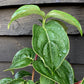 Cornus kousa 'Miss Satomi' Japanese Dogwood - 3lt