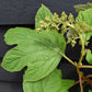 Hydrangea quercifolia | Oak-leaved hydrangea - 60-80cm, 20lt