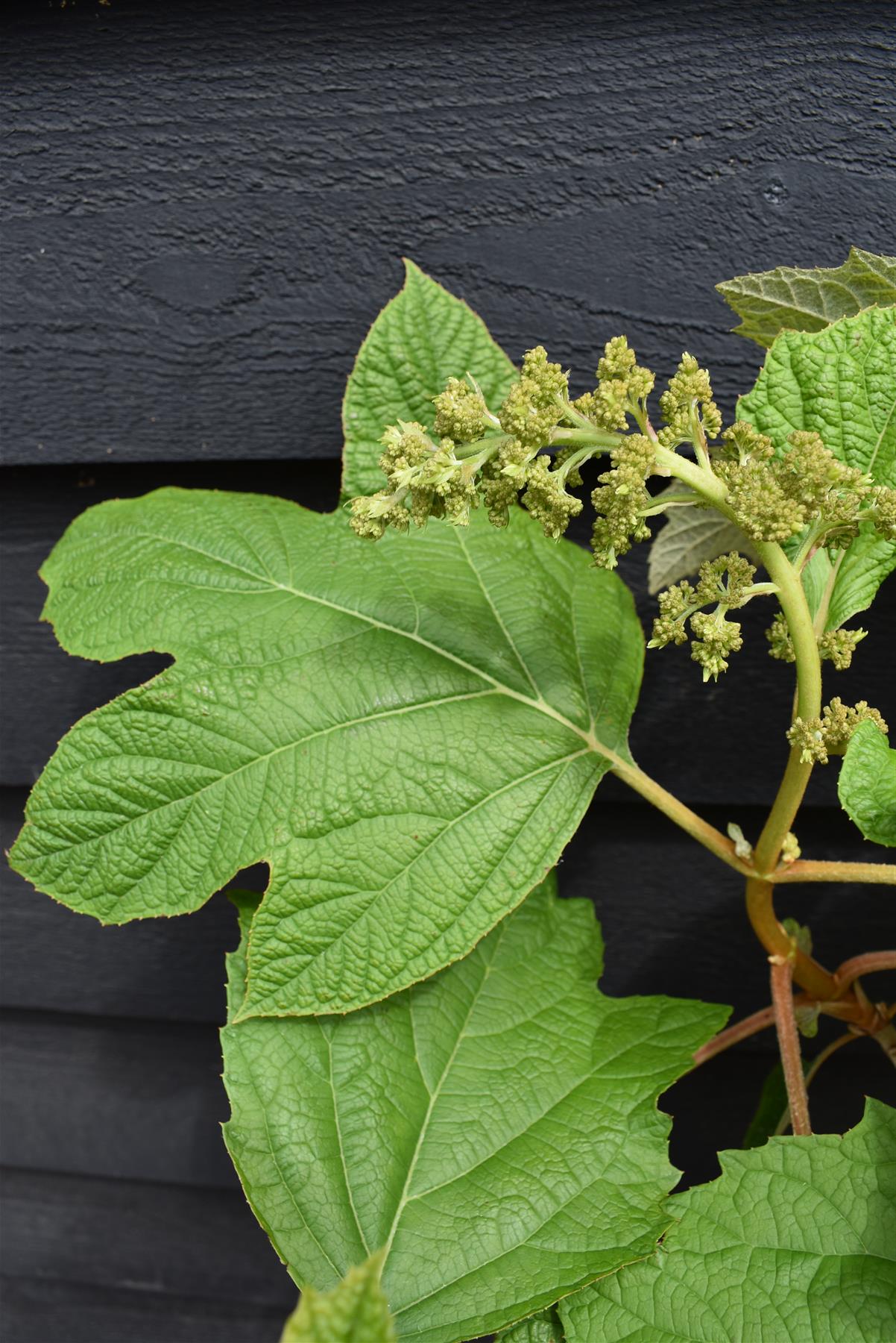 Hydrangea quercifolia | Oak-leaved hydrangea - 60-80cm, 20lt