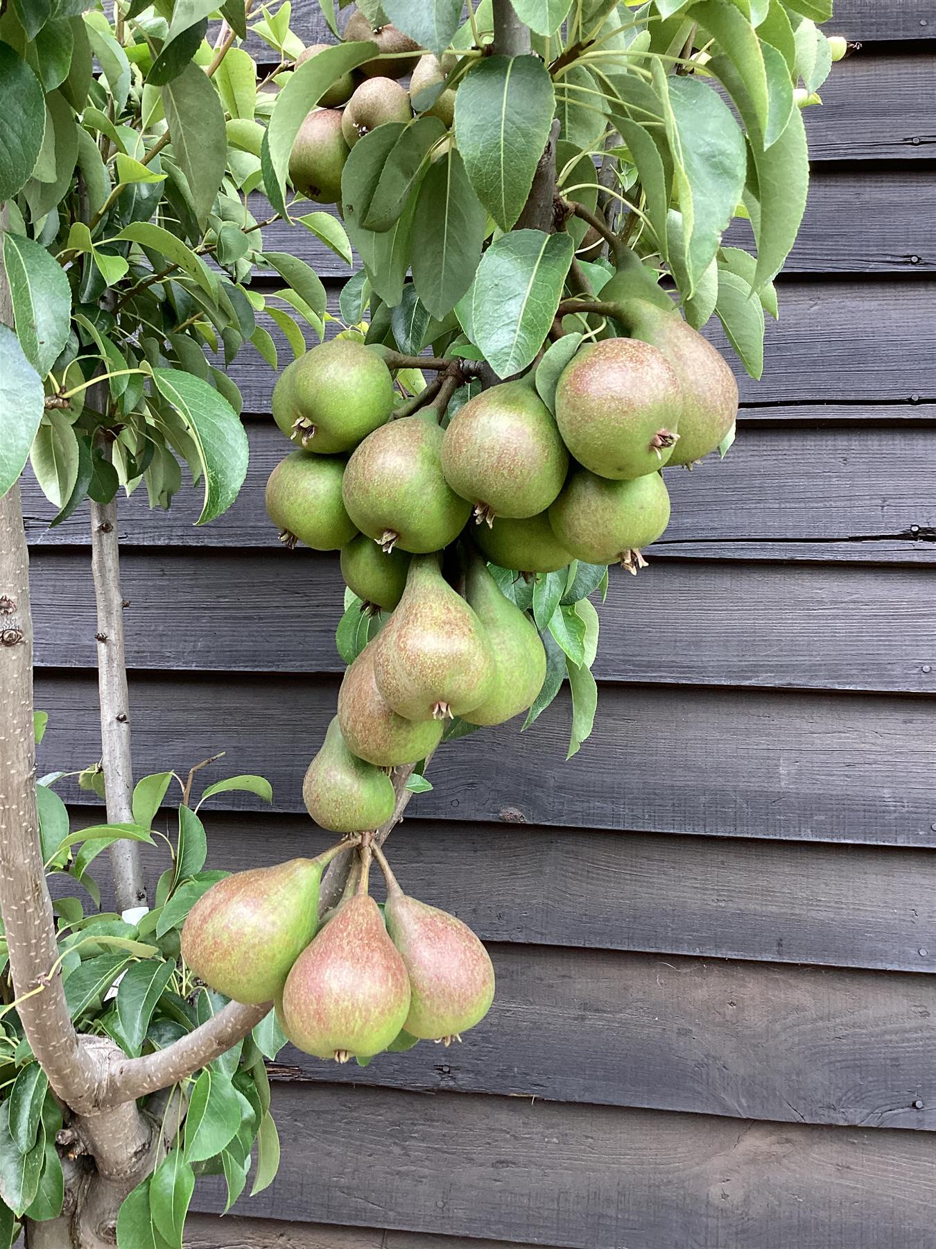 Pear tree 'Williams' Bon Chretien' | Pyrus communis - Girth 18-20cm - 220-240cm - 50lt