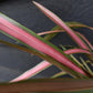 Phormium Jester | New Zealand Flax ‘Jester’ - 50-60m, 3lt