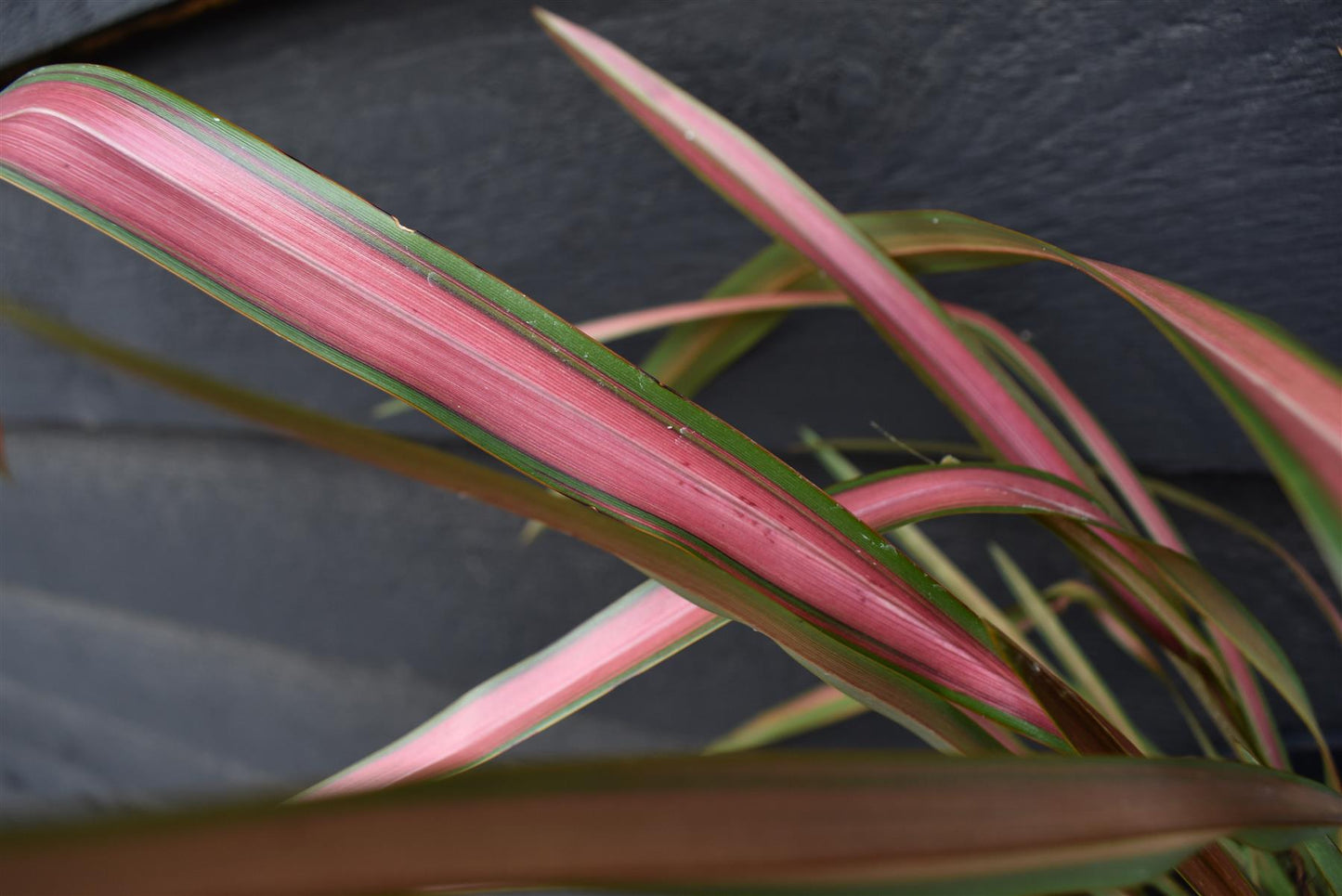 Phormium Jester | New Zealand Flax ‘Jester’ - 50-60m, 3lt