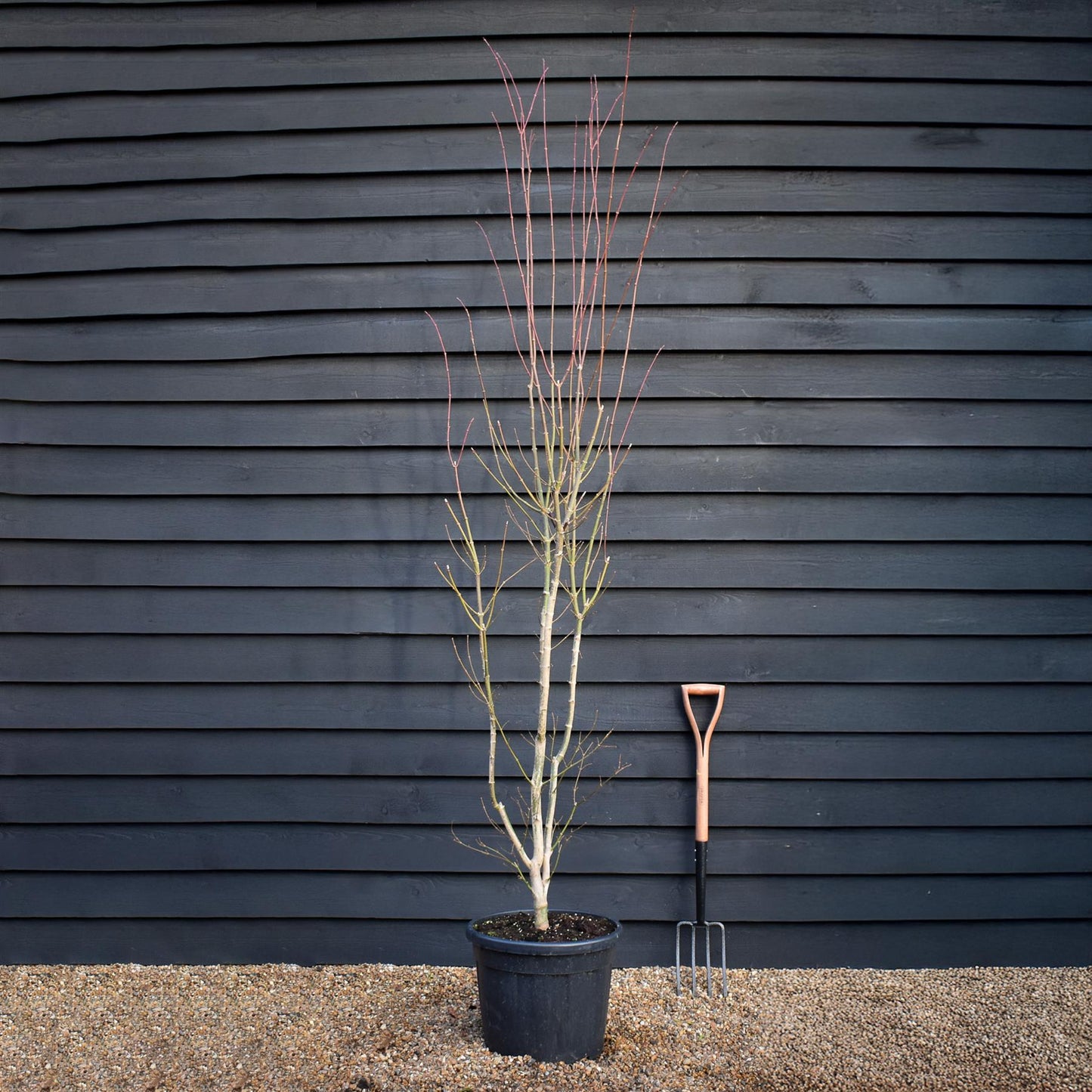 Acer palmatum 'Jordan' | Japanese maple 'Jordan' - Bushy - Height 230-240cm - 35lt