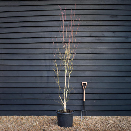 Acer palmatum 'Jordan' | Japanese maple 'Jordan' - Bushy - Height 230-240cm - 35lt