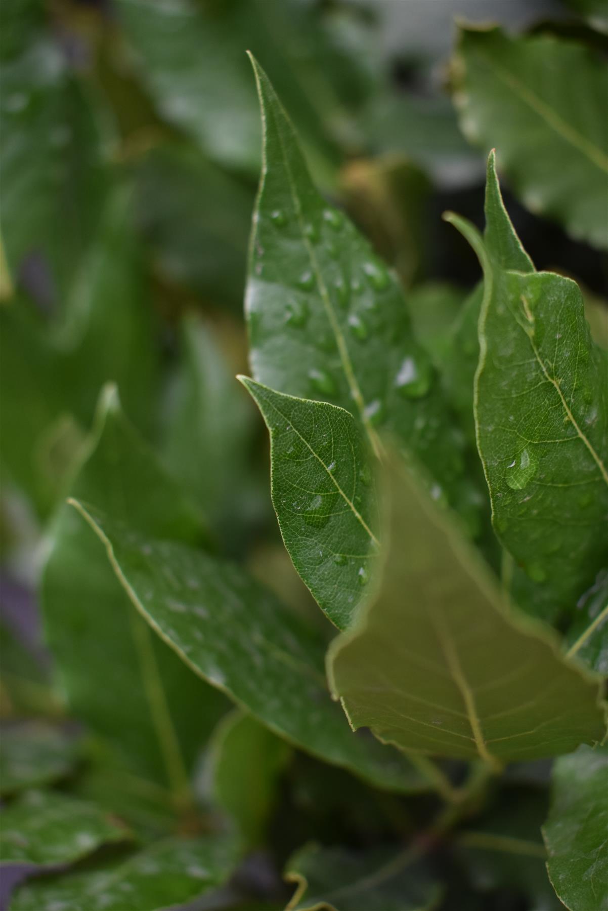 Laurus Nobilis - Clear Stem (65cm)| Bay laurel tree - Height 130-135cm - 18lt