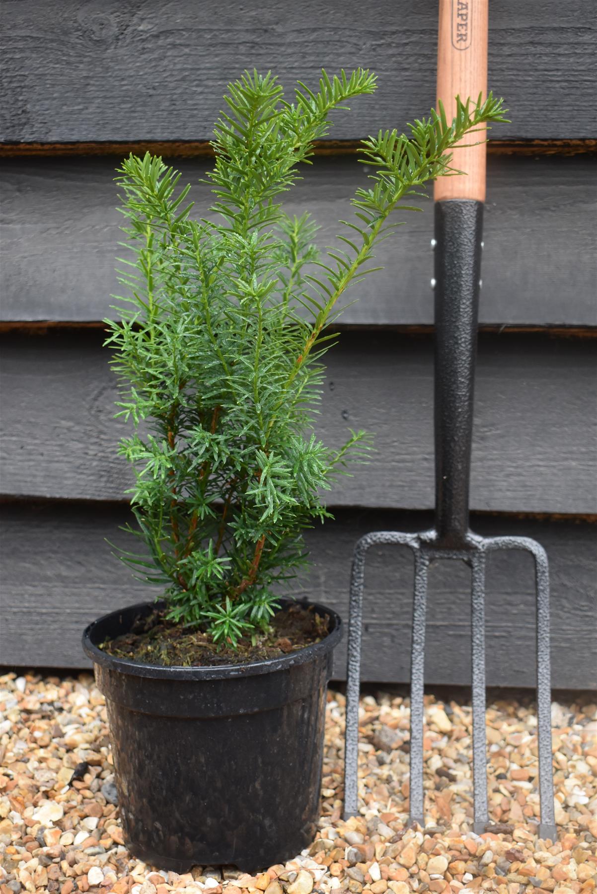 Taxus Media Densiformis - 40-60cm - 3lt