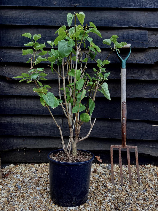 Lilac 'Michel Buchner' | Syringa vulgaris - 80cm - 12lt