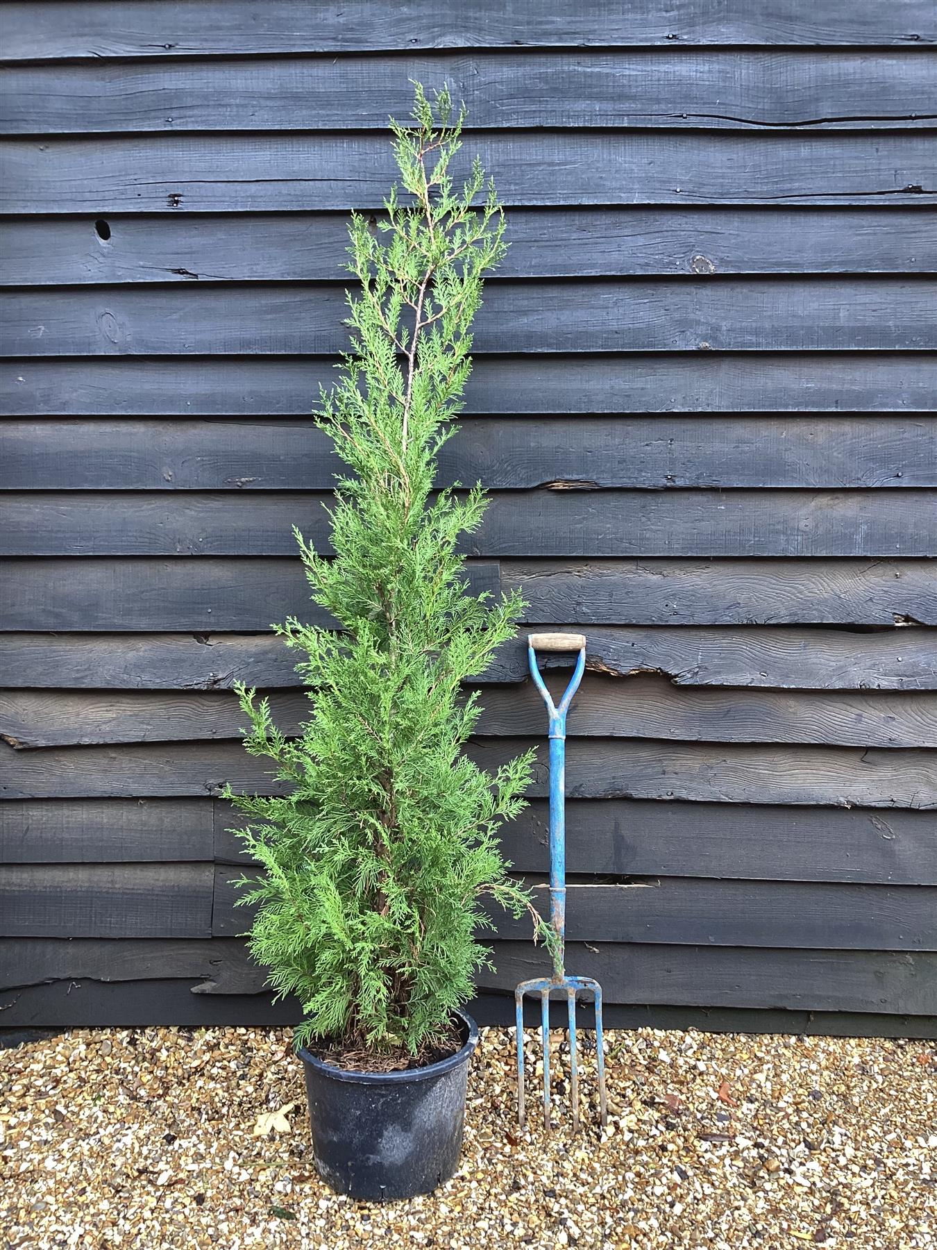 Cupressocyparis x leylandii | Leyland Cypress 2001 - 170-180cm - 30lt