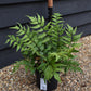 Fortune's holly fern | Cyrtomium Fortunei - Height Width 20-30cm - 3lt