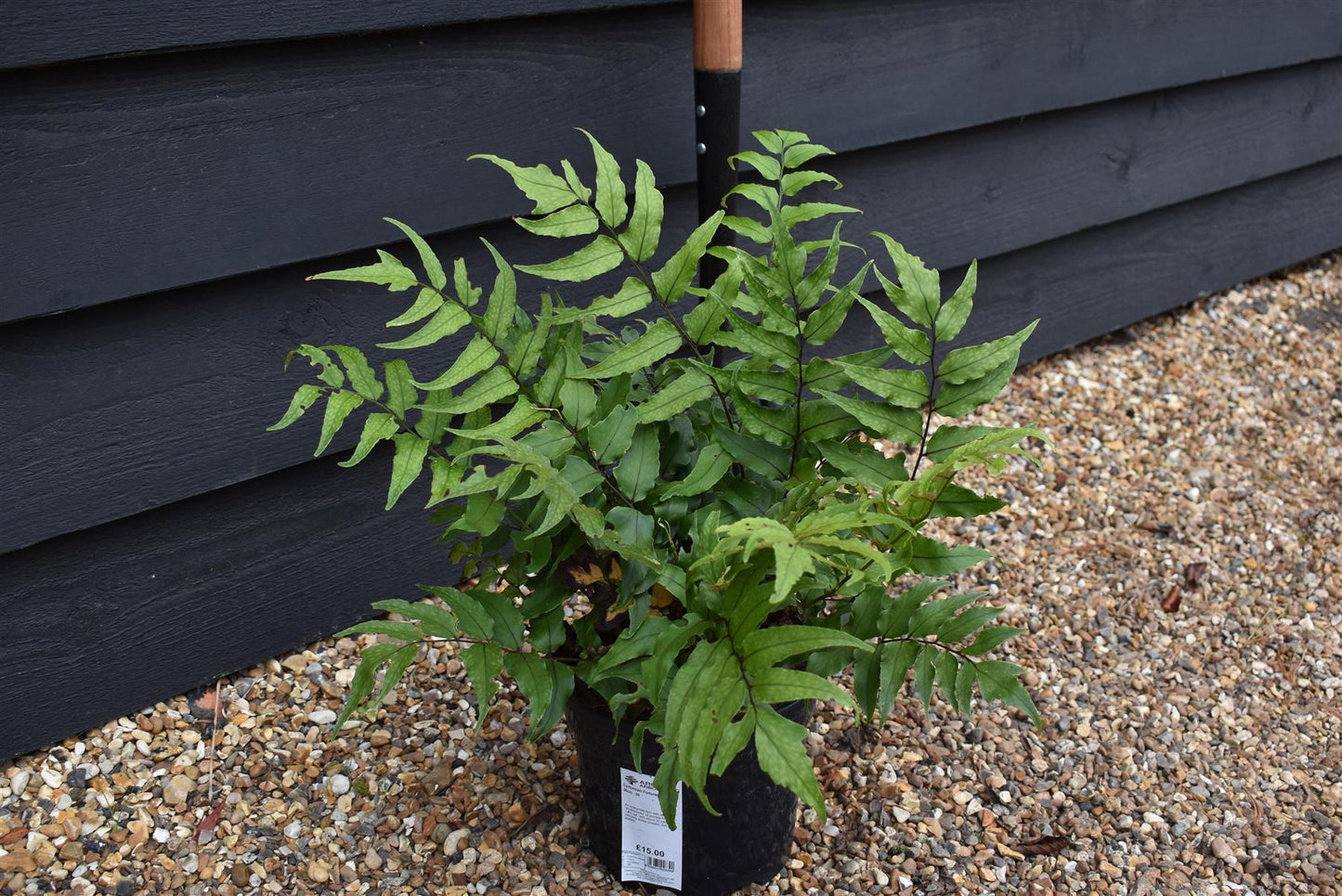 Fortune's holly fern | Cyrtomium Fortunei - Height Width 20-30cm - 3lt