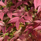 Nandina domestica Obsessed | Heavenly Bamboo - Height 60cm - Width 60cm - 20lt