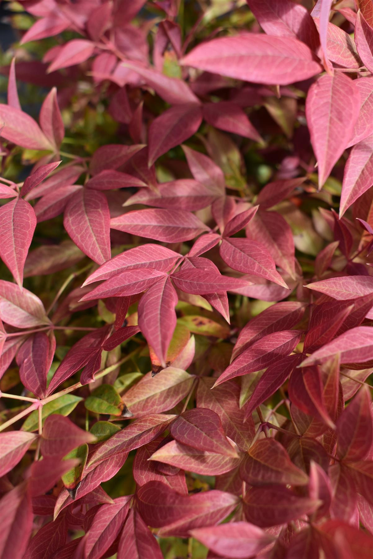 Nandina domestica Obsessed | Heavenly Bamboo - Height 60cm - Width 60cm - 20lt