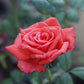 Rose - Vermillion Orange - Stem 80cm - Height 110-120cm - 10lt