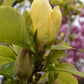 Magnolia Yellow River - Bush - Height 160-180cm - 55lt