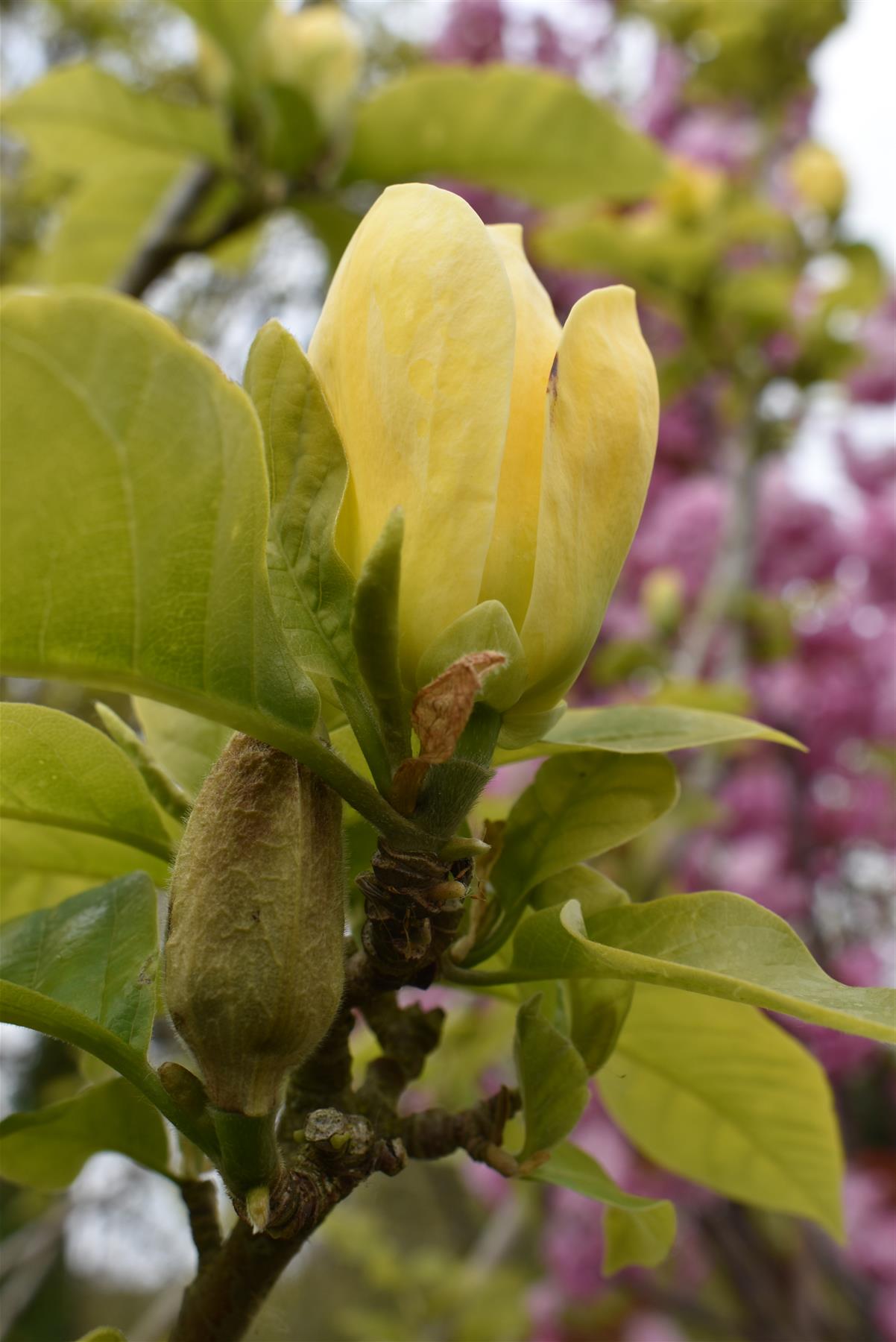 Magnolia Yellow River - Bush - Height 160-180cm - 55lt