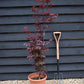 Acer palmatum 'Twombly's Red Sentinel' | Japanese Maple - Bushy - 110-140cm - 15lt