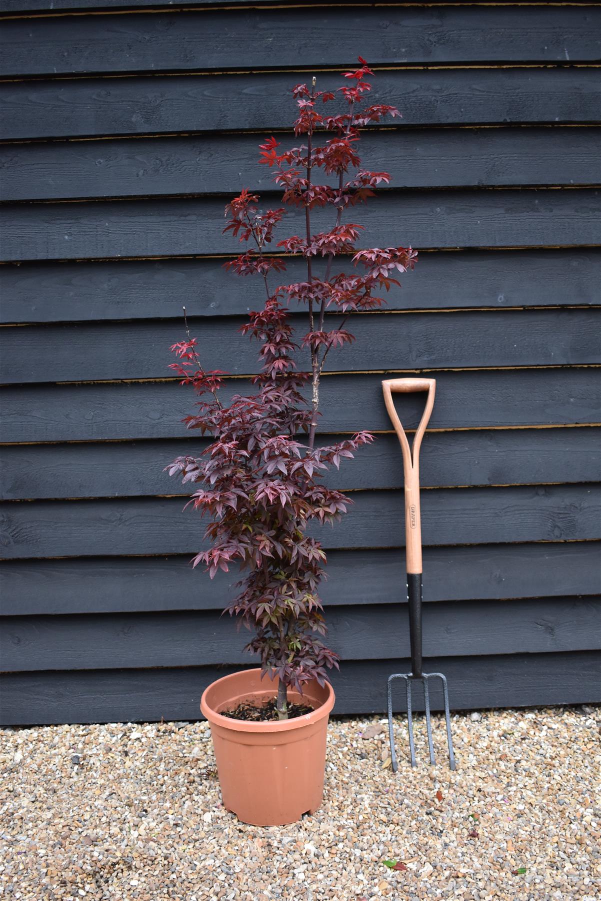 Acer palmatum 'Twombly's Red Sentinel' | Japanese Maple - Bushy - 110-140cm - 15lt