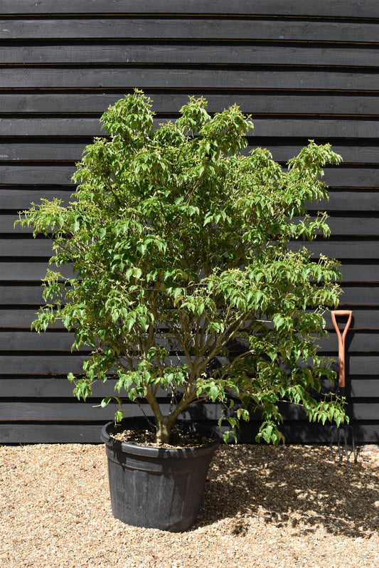 Cornus kousa 'Milky Way' | Dogwood - Bush - Large Shrub - Height 160-180cm - 90lt