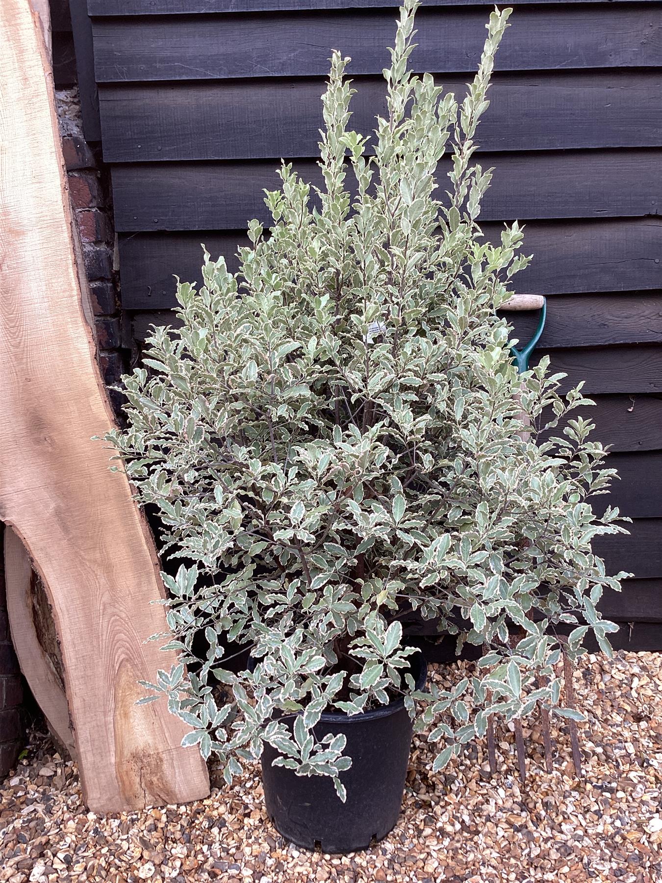 Pittosporum tenuifolium 'Elizabeth' - 115-145cm, 20lt