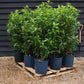 10 x Portuguese Laurel | Prunus lusitanica 'Angustifolia' - Pallet Deal - Bushy - Height 110-120cm - 10lt