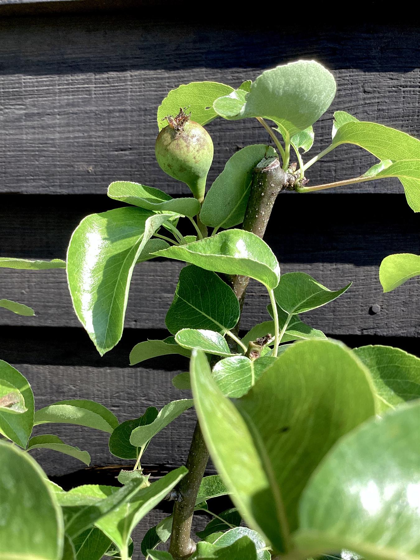 Pear 'Doyenne du Comice' | Pyrus communis  - Semi Dwarfing - Height 160-180cm - 20lt